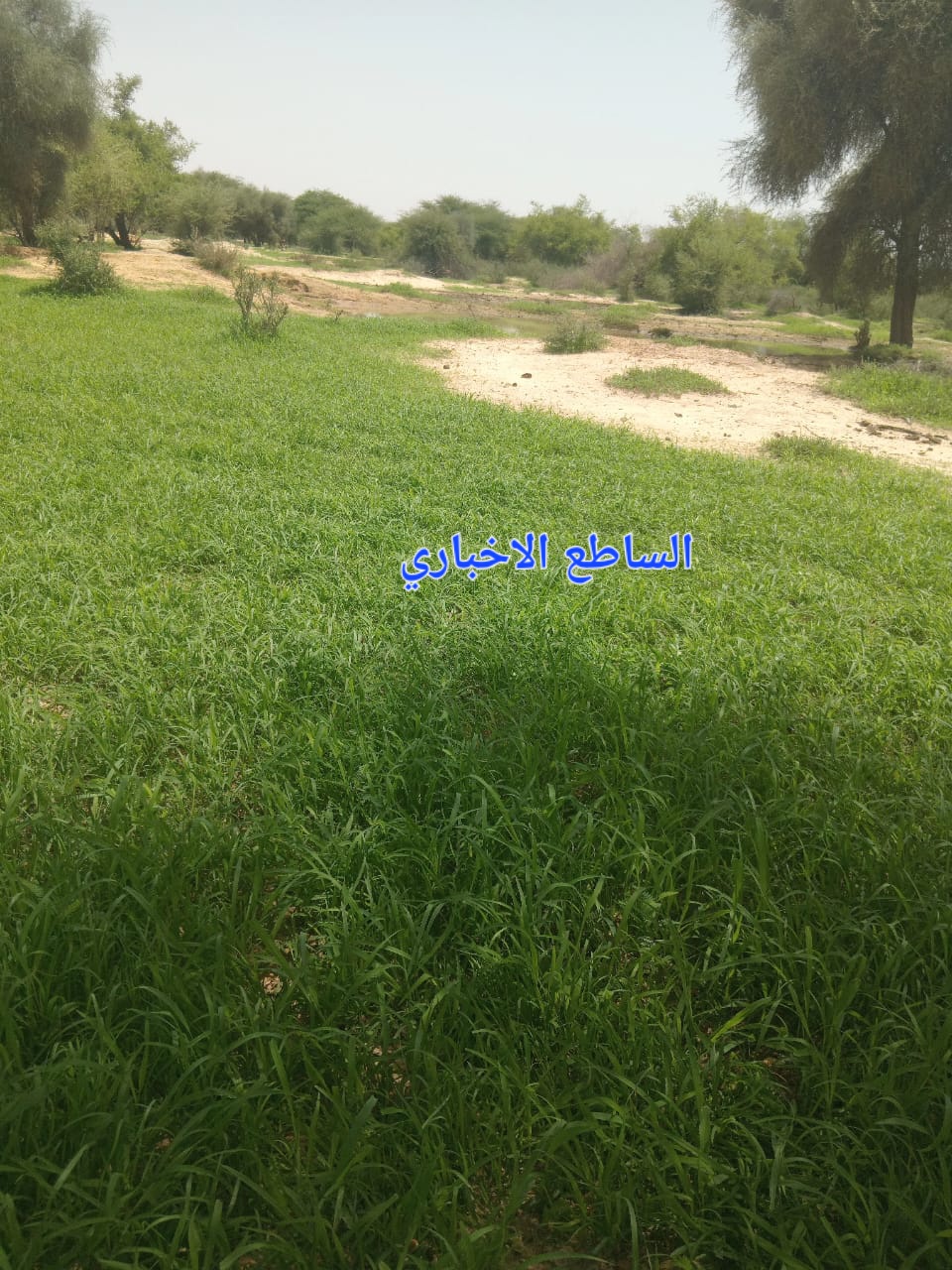منظر من بداية خريف "لحبق" شمال شرقي مدينة كيفه 2026