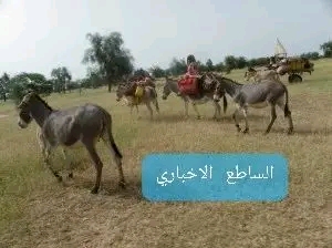 غياب الجِمال والثيران عن المرحل الموريتاني التقليدي.. الحمار والعربة يتقدمان المشهد (صورة)