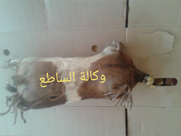 أڤرط.. وعاء تقليدي يحكي قصة الكرم الموريتاني (تقرير مصور )